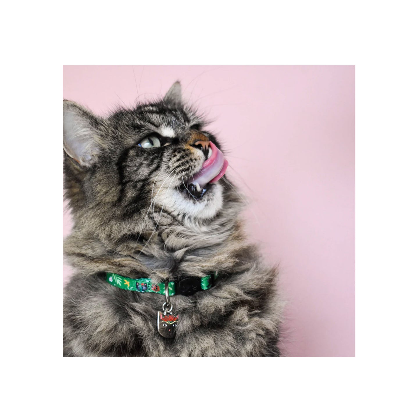 Frida Catlo Artist Cat Collar